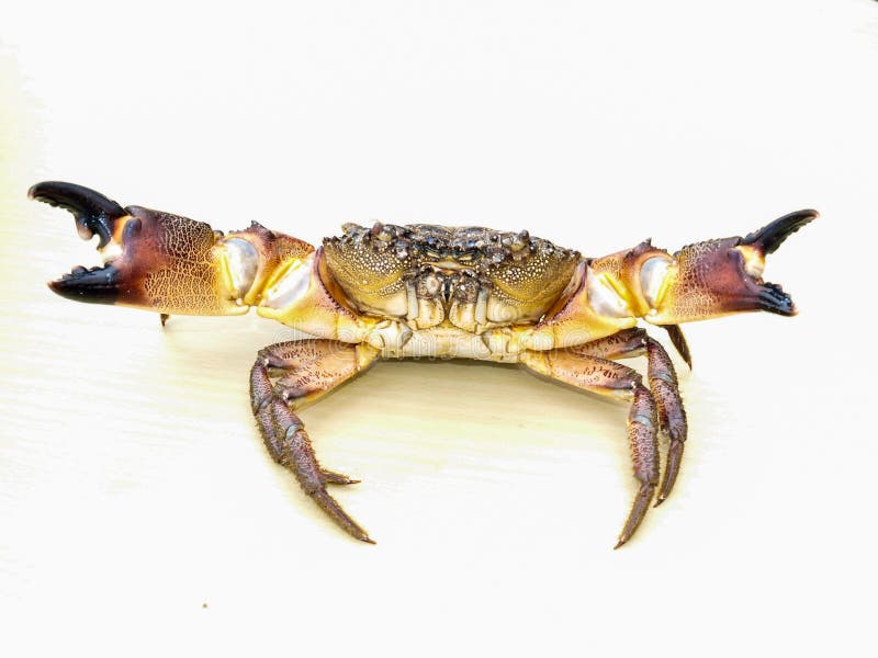Stone Crab In Fighting Stance Stock Photo - Image of water ...