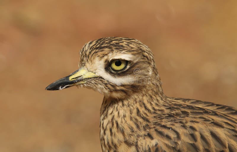 Stone Curlew Burhinus oedicnemus royaltyfria foton Stone Curlew Burhinus oedicnemus royaltyfria foton