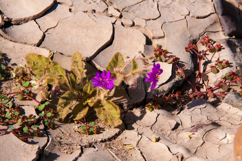 Stone desert, flowering plants xerophytes, desert landscape of a dried up river bed in Texas