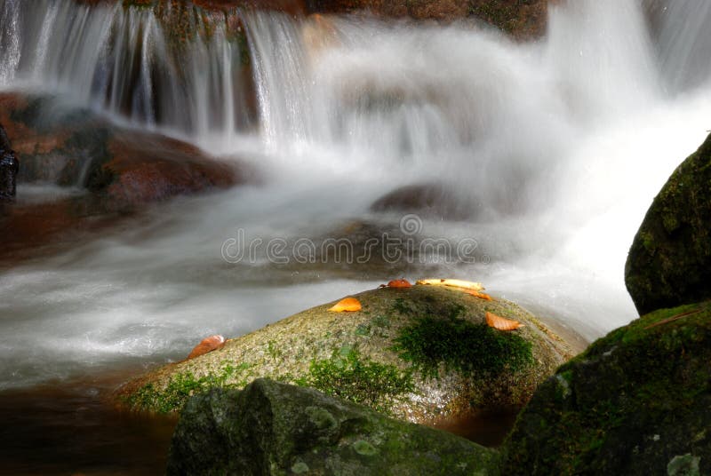 In stone fallen leaf