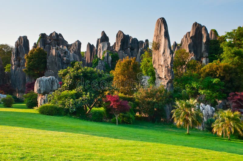 Stone forest