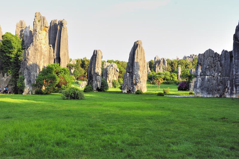 Stone forest