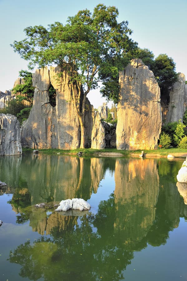 Stone forest