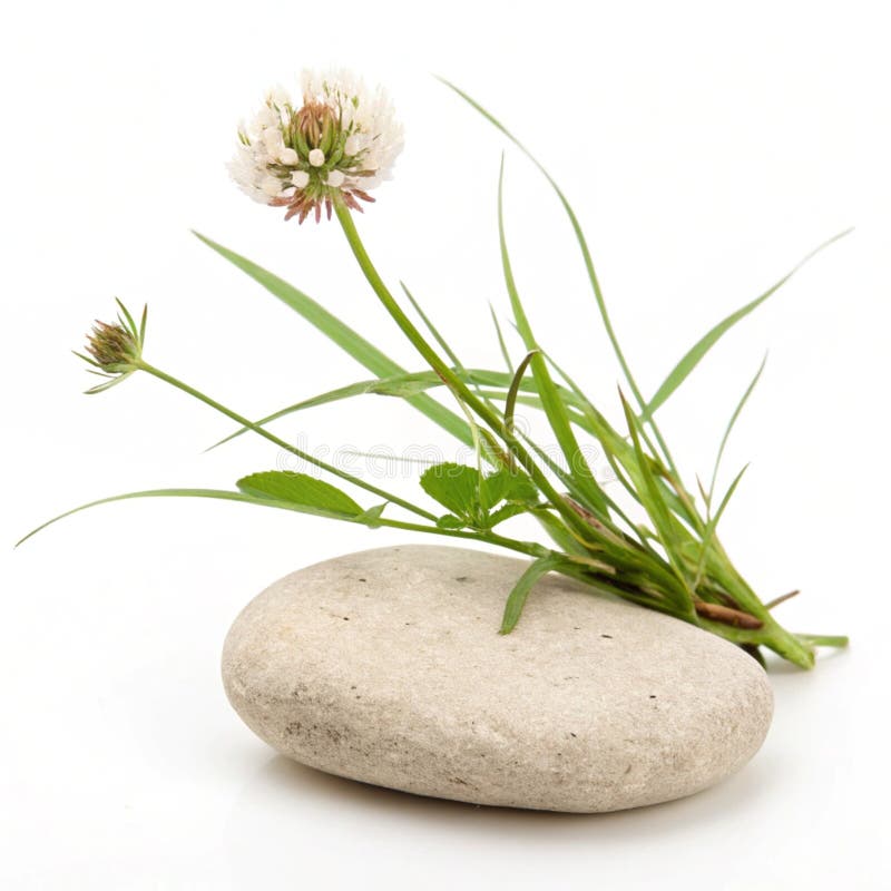 Stone and Grass Λουλούδι απομονωμένο σε λευκό φόντο διανυσματική απεικόνιση