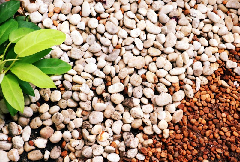 Stone and Green Plant Wall Texture Photo , Stock Image Image of