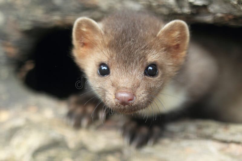 Stone marten