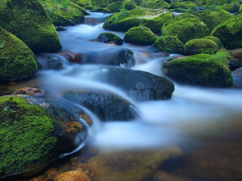 Stone in the mountain river with wet mossy carpet and grass leaves. Fresh colors of grass, deep green color of wet moss