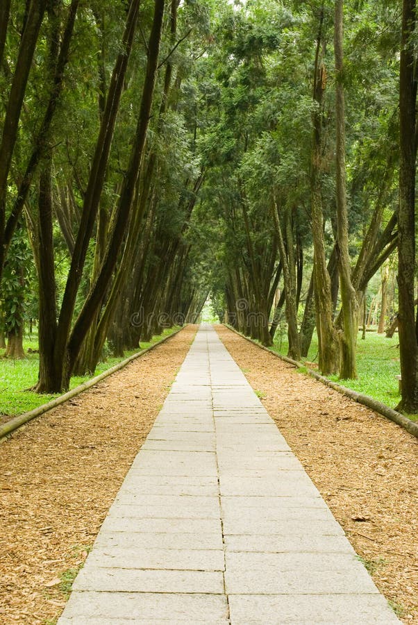 Stone path and tranquail pine woods. royalty free stock images Stone path and tranquail pine woods. royalty free stock images