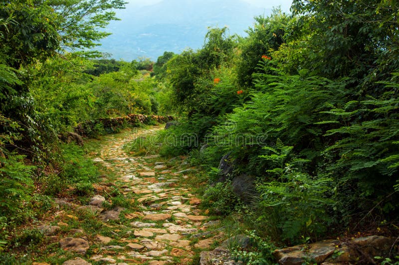 Stone Path through Wilderness