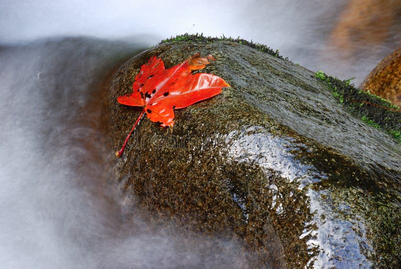 In stone red maple leaf