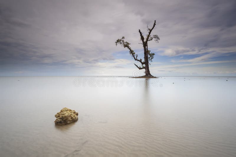Stone and Single tree in the sea