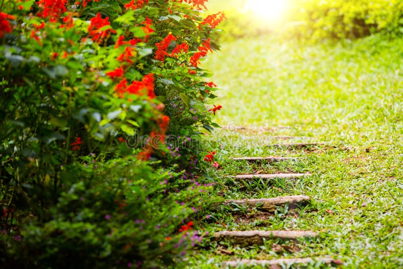 Stone steps in garden