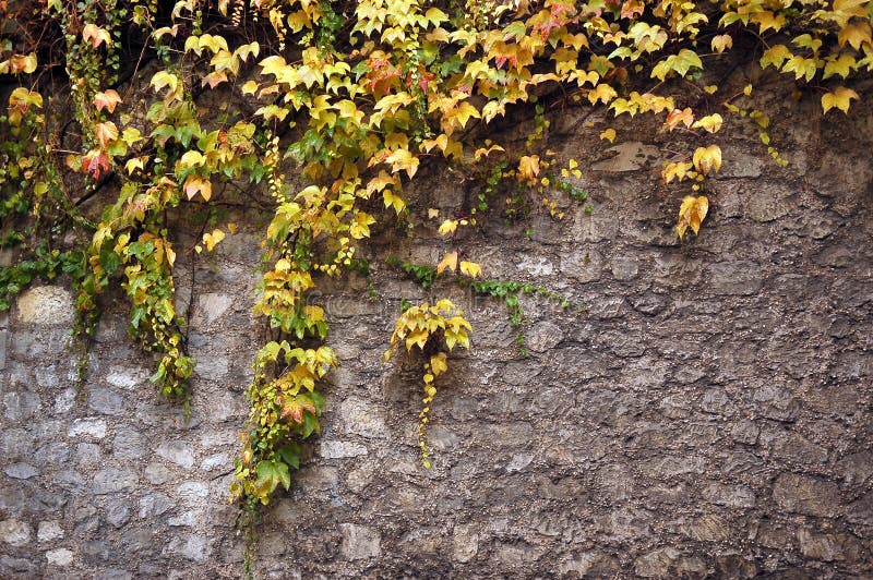 Stone Wall Covered with Vine Texture Stock Image - Image of grass