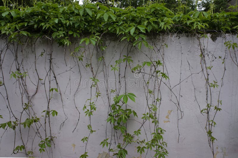 Stone Wall Grassed with Virginia Creeper Plant. Stock Image Image of