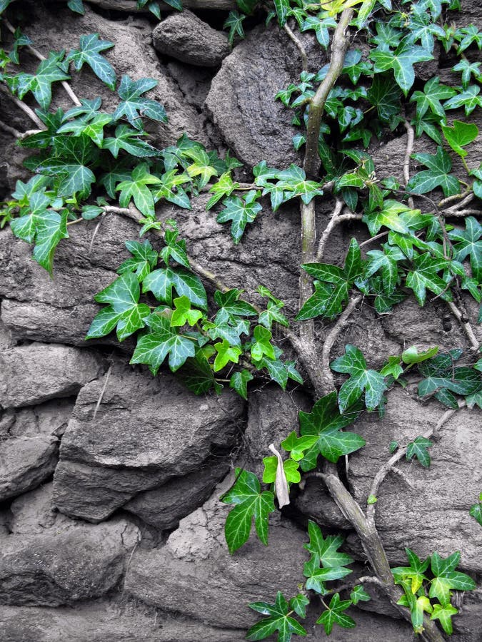 stone-wall-ivy-3263112.jpg