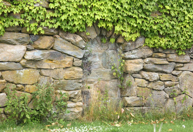 Stone wall with ivy stock photo. Image of cracks, crevice - 5729704