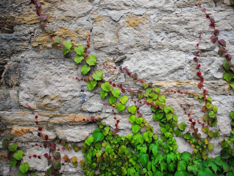 Stone Wall with Ivy stock image. Image of gardens, parks - 57417959