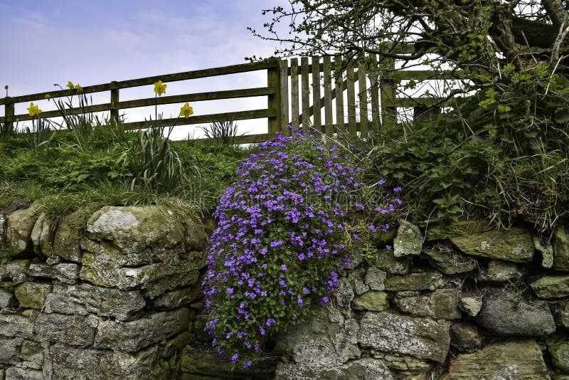 Stone wall and steps leading to wooden farm gate and fence with flowers and blue sky