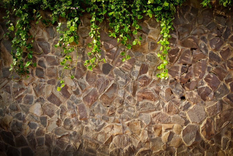Stone wall texture with vines royalty free stock photography Stone wall texture with vines royalty free stock photography