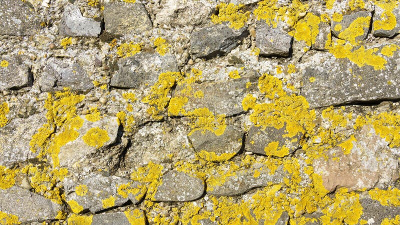 Stone wall yellow lichen stock images