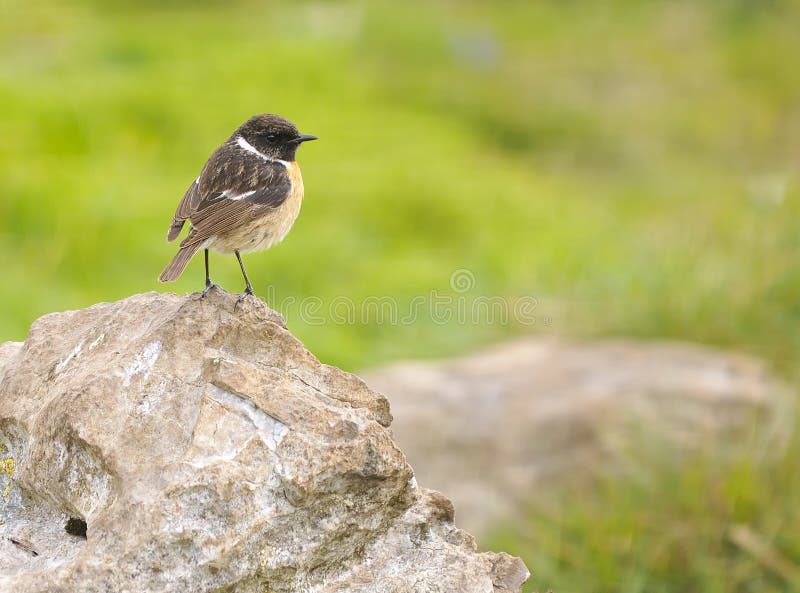 Stonechat. image stock Stonechat. image stock