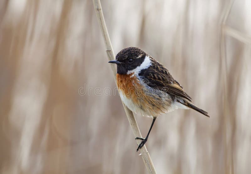 Stonechat fågel royaltyfri bild Stonechat fågel royaltyfri bild