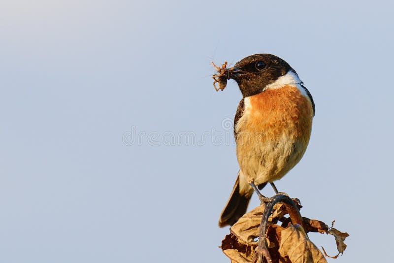 Stonechat met een prooi in de bek bij zonsondergang royalty-vrije stock afbeeldingen Stonechat met een prooi in de bek bij zonsondergang royalty-vrije stock afbeeldingen