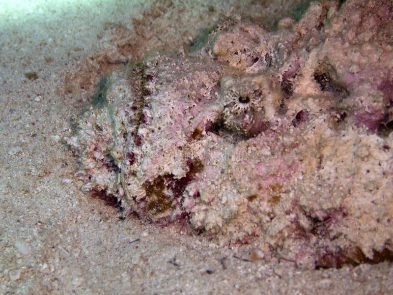 stonefish στοκ φωτογραφία με δικαίωμα ελεύθερης χρήσης stonefish στοκ φωτογραφία με δικαίωμα ελεύθερης χρήσης