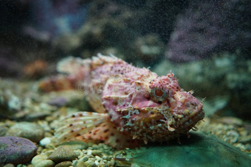 Stonefish de récif dans l'aquarium photo libre de droits Stonefish de récif dans l'aquarium photo libre de droits