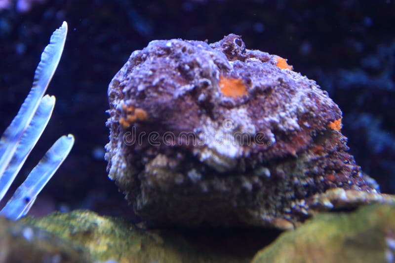 Stonefish del filón imagenes de archivo Stonefish del filón imagenes de archivo