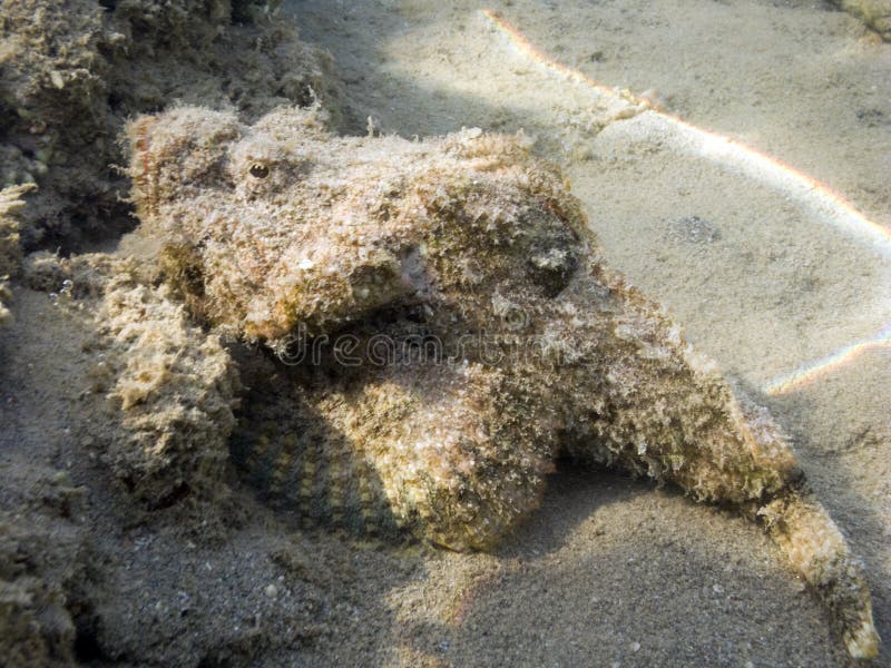 Stonefish falso en el filón coralino fotos de archivo Stonefish falso en el filón coralino fotos de archivo