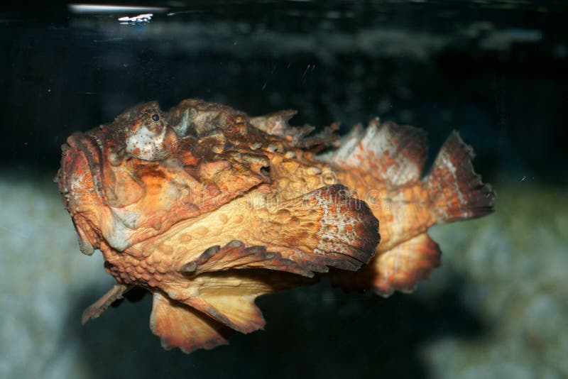 Stonefish horrível (horrida do synanceia) imagens de stock royalty free Stonefish horrível (horrida do synanceia) imagens de stock royalty free