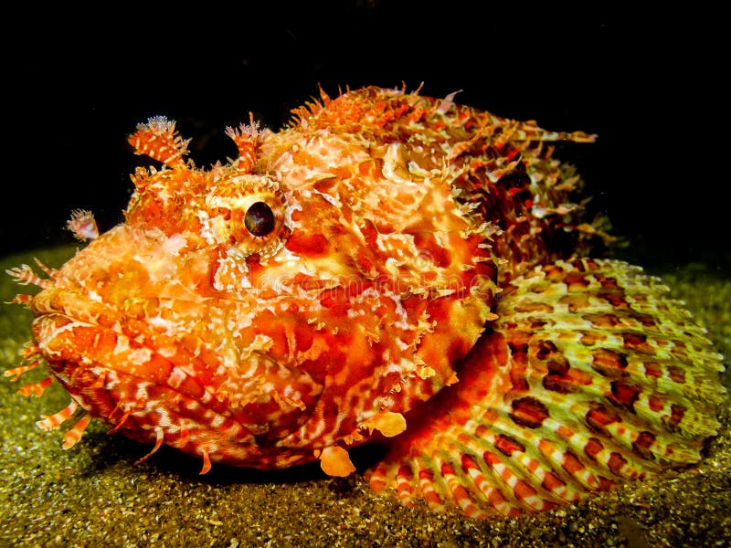 Stonefish la nuit image libre de droits Stonefish la nuit image libre de droits