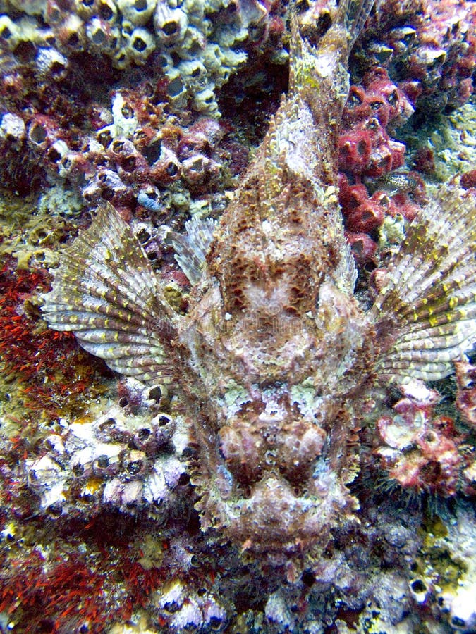 Stonefish på korallreven arkivbild Stonefish på korallreven arkivbild