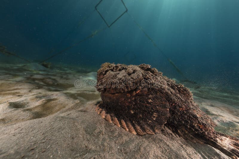 Stonefish (verrucosa do synanceia) no Mar Vermelho. imagem de stock royalty free Stonefish (verrucosa do synanceia) no Mar Vermelho. imagem de stock royalty free