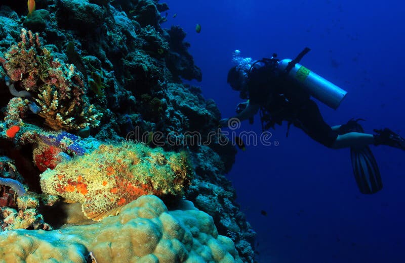 Stonefish και δύτης στοκ φωτογραφίες με δικαίωμα ελεύθερης χρήσης Stonefish και δύτης στοκ φωτογραφίες με δικαίωμα ελεύθερης χρήσης