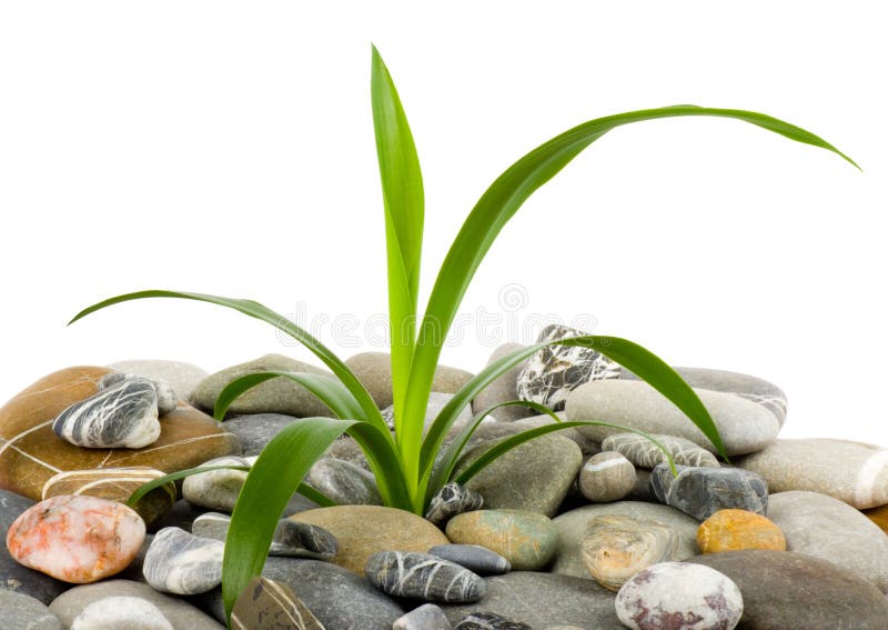 Stones and green plant stock photo. Image of isolated 23825738