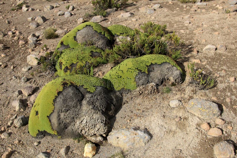Stones Overgrown with Green Moss Stock Image Image of design, peru