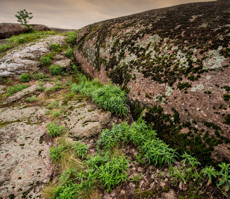 Stones and plants stock photo. Image of rough, clean 52794014