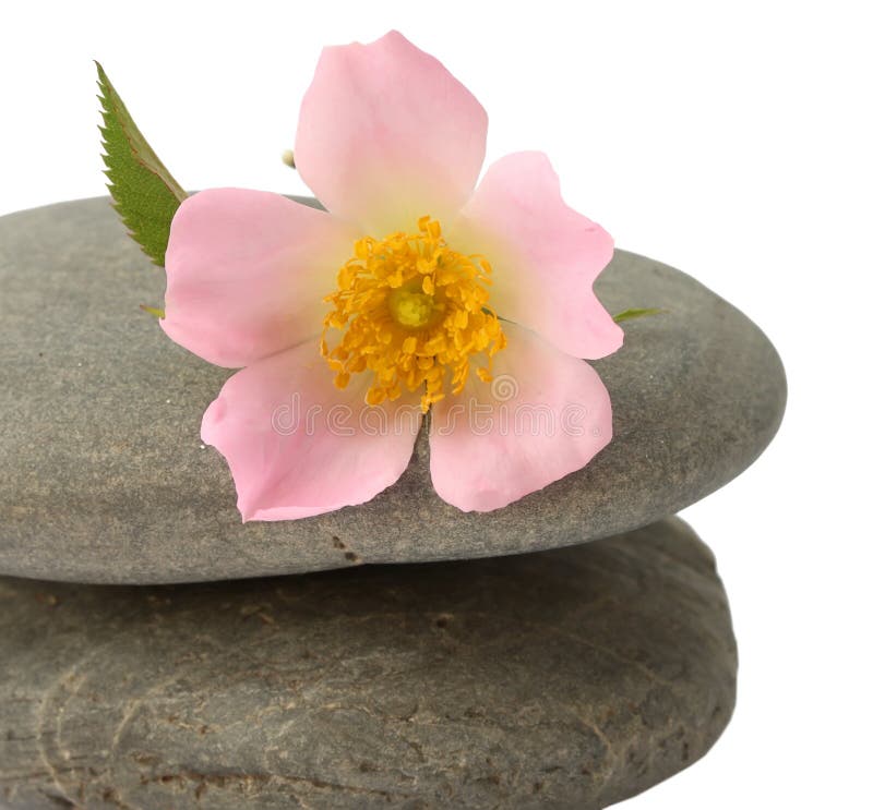Stones with rose flower