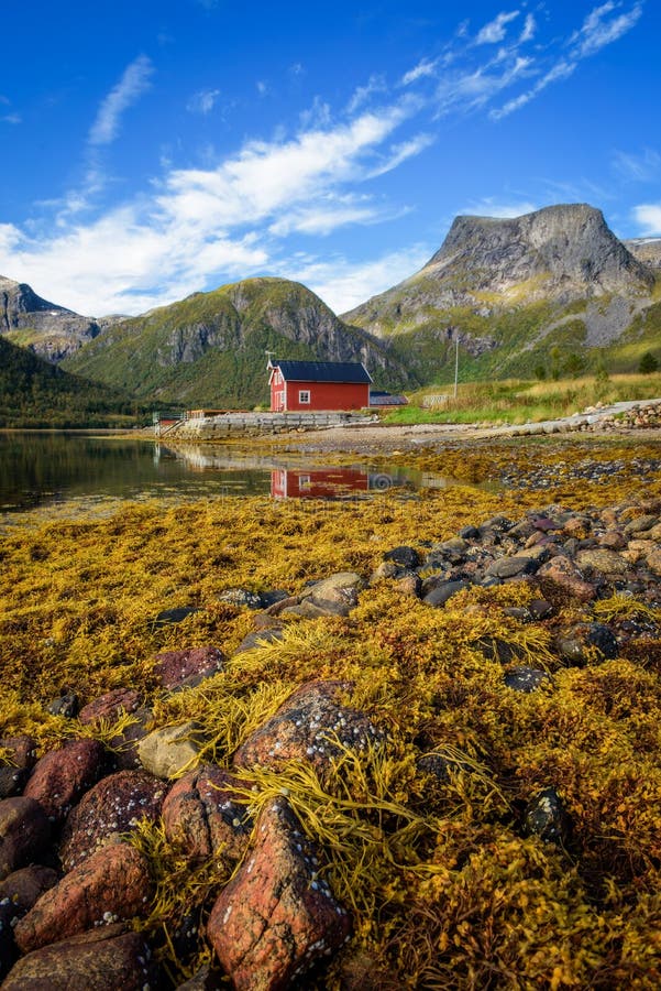 Stones and seaweed on a beach on Lofoten islands in Norway