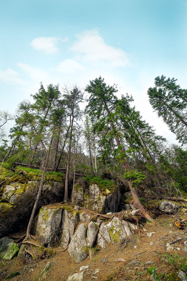 Stones and trees .