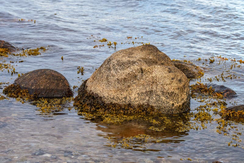 Stones in water with seaweed and reflections