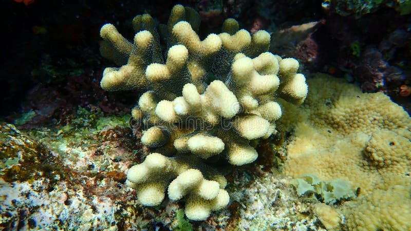 Stony Coral Hood Coral or Smooth Cauliflower Coral Stylophora ...