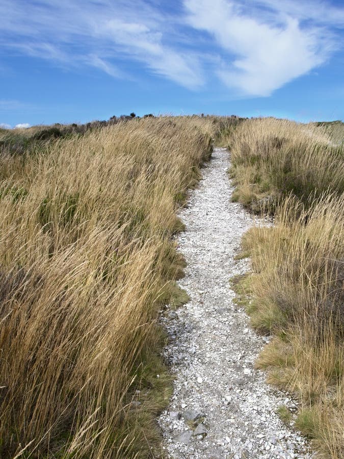 Coastal Grassland Dry and Yellow from Drought, NZ Stock Photo Image