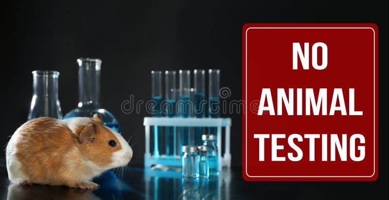 STOP ANIMAL TESTING. Guinea Pig and Laboratory Glassware on Table Stock  Image - Image of cage, ecology: 217446437