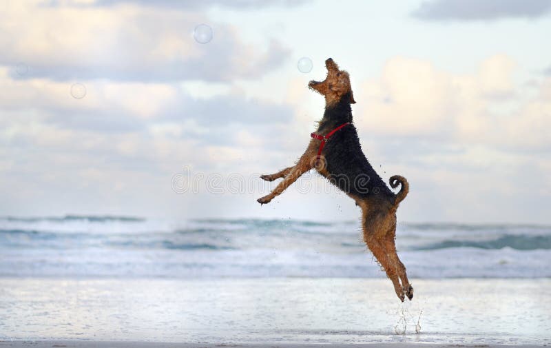 Stor banhoppningspring för älsklings- hund som spelar på stranden i sommar