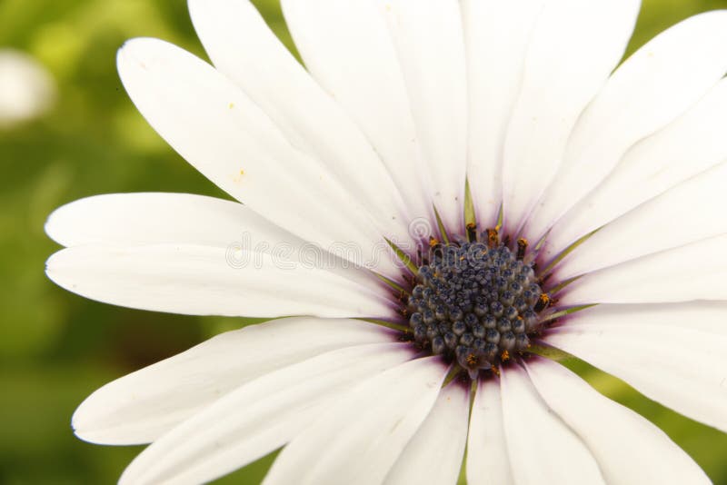 Stor blommaplanbrunn-önska mig royaltyfri fotografi Stor blommaplanbrunn-önska mig royaltyfri fotografi