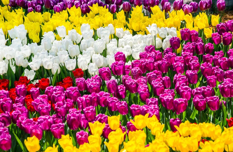 Stor blomsterrabatt med för guling, vita och röda tulpan för lila, i parkera arkivbild Stor blomsterrabatt med för guling, vita och röda tulpan för lila, i parkera arkivbild