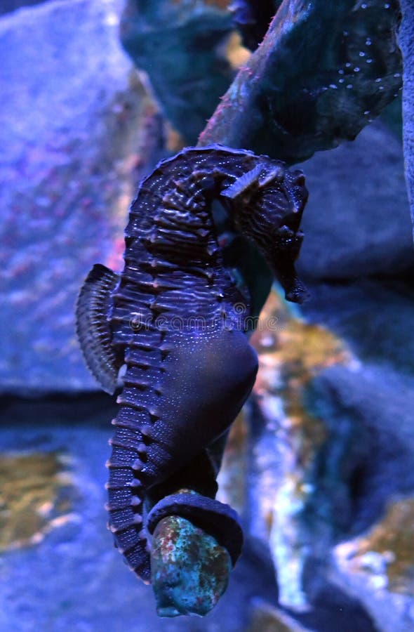 Stor-buk seahorse eller kruka-buktad seahorse, Hippocampusabdominalis royaltyfri foto Stor-buk seahorse eller kruka-buktad seahorse, Hippocampusabdominalis royaltyfri foto